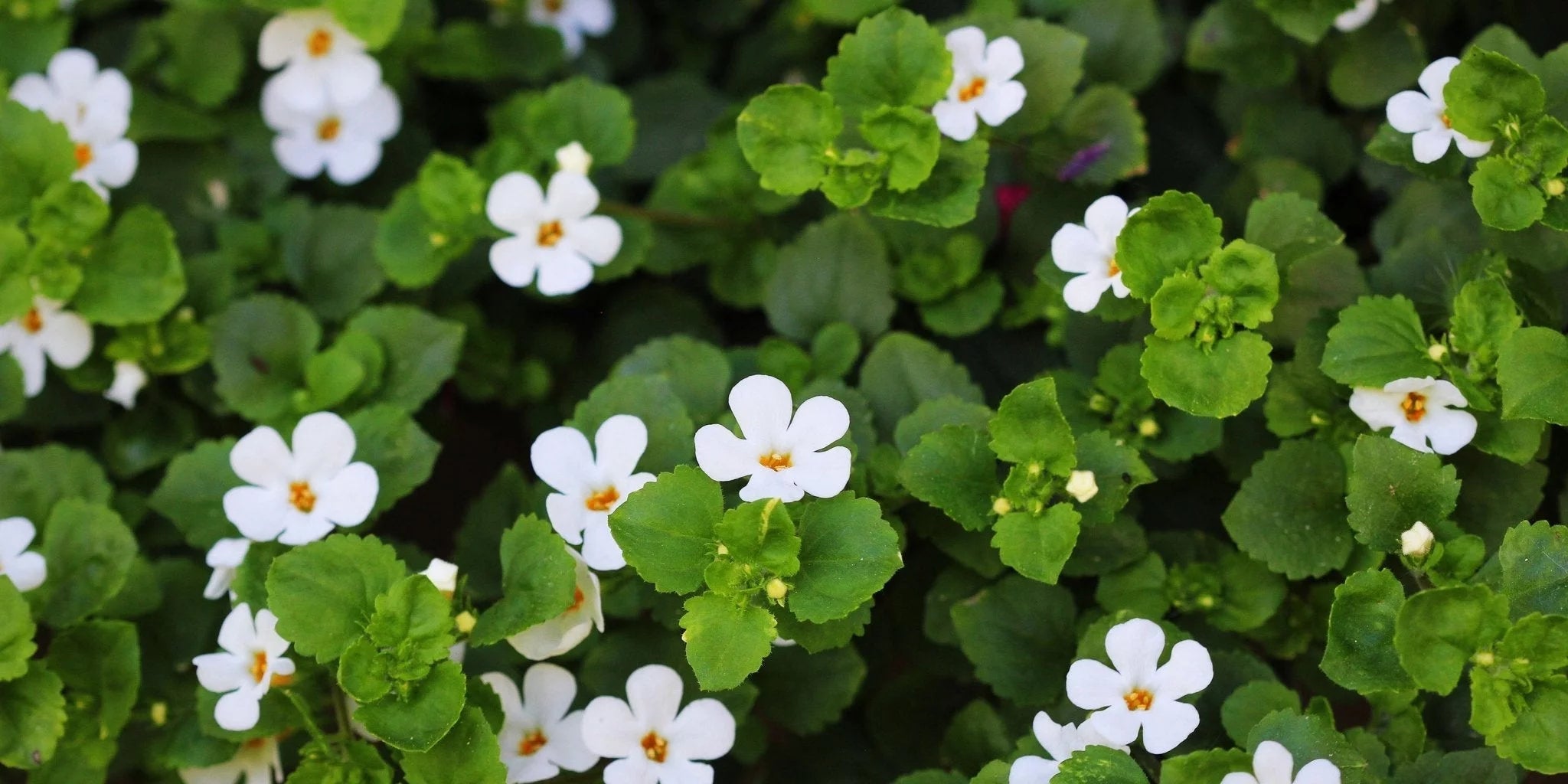Brahmi – die ayurvedische Gedächtnispflanze. - Kurkraft