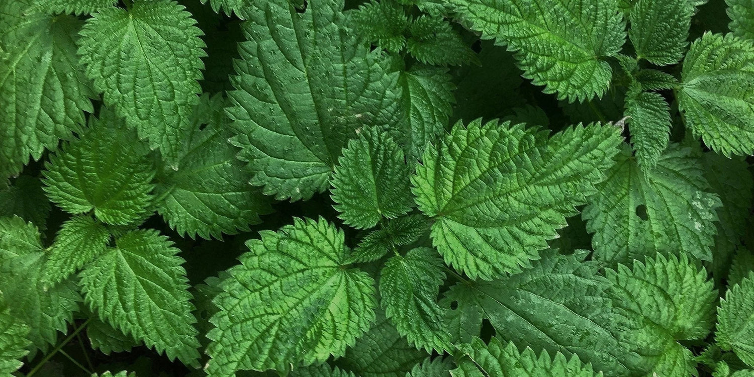 Brennnessel – altbekannt und mit weitreichendem Einsatzgebiet. - Kurkraft