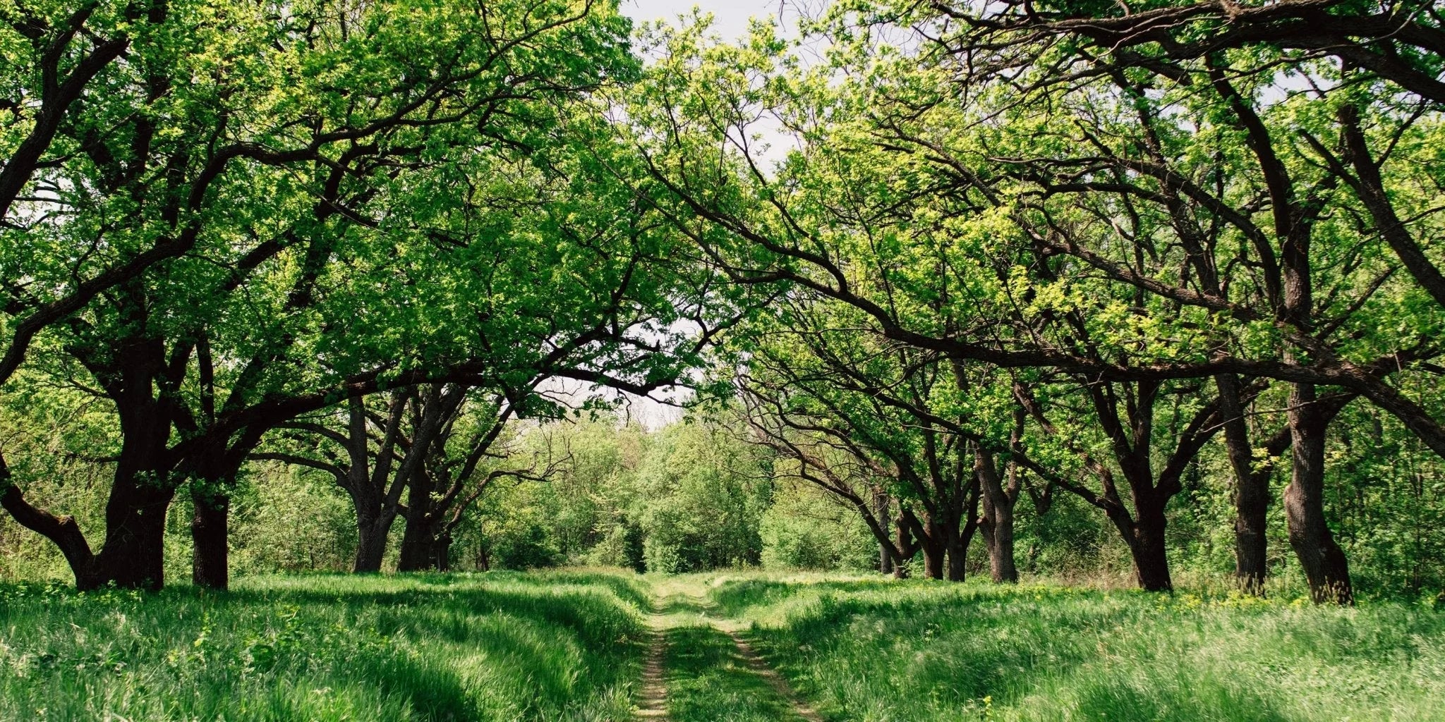 Chlorophyll – das grüne Pflanzenblut. - Kurkraft
