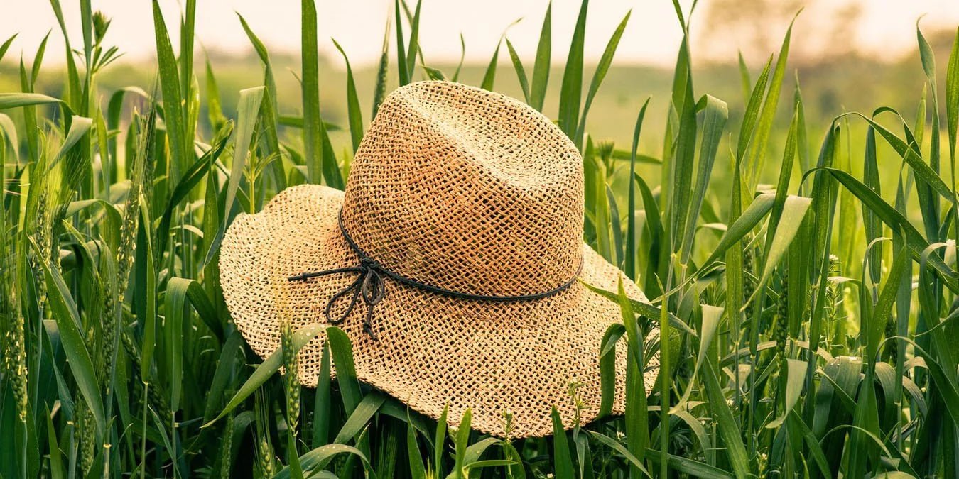 Gerstengras – Der Alleskönner für unsere Gesundheit. - Kurkraft