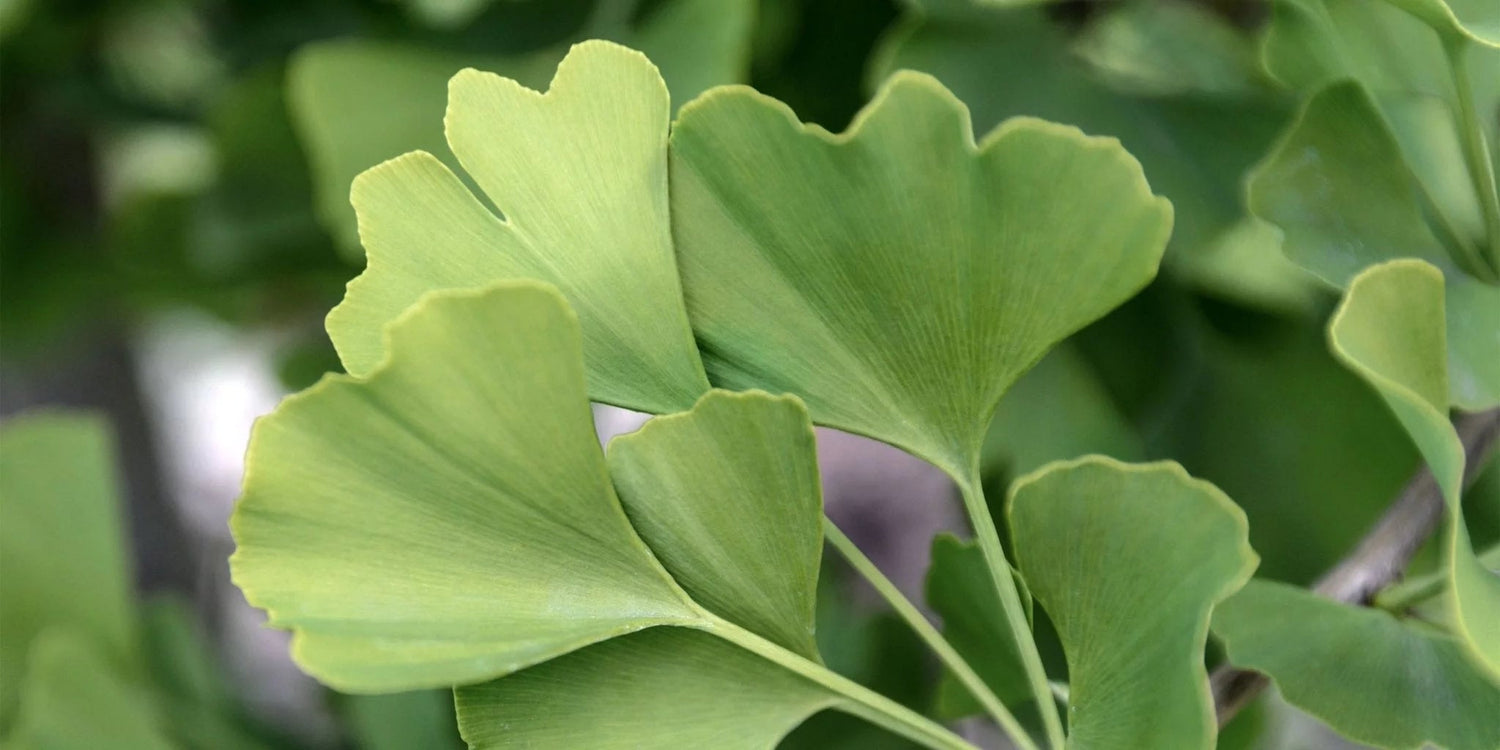 Ginkgo biloba – ein lebendes Fossil. - Kurkraft