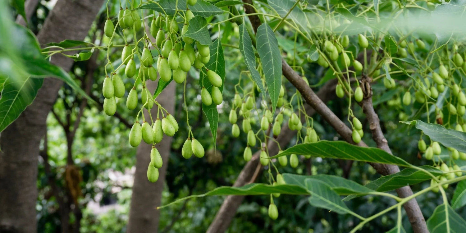 Neem – „Der Baum, der eine ganze Apotheke ersetzt“. - Kurkraft