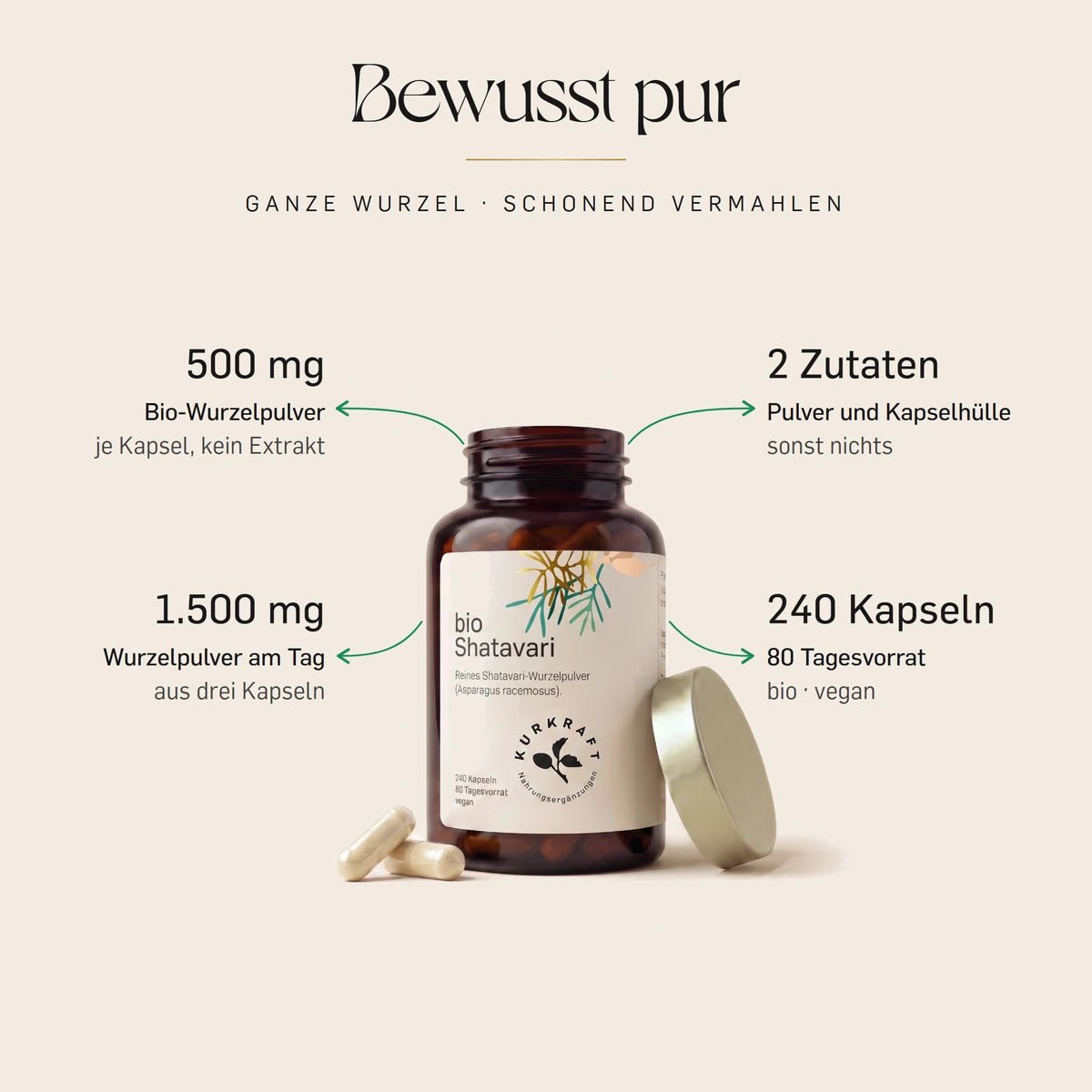Bio Shatavari Kapseln von Kurkraft, geöffnete Dose: 500 mg Bio-Shatavari-Wurzelpulver (Asparagus racemosus) je Kapsel, zwei Zutaten, 240 Kapseln