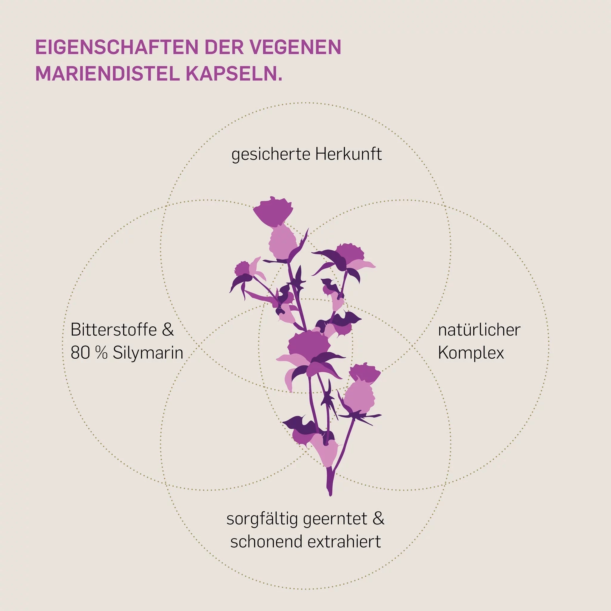 Eigenschaften Kurkraft Mariendistel Komplex – 80% Silymarin, 5% Cynarin, Bitterstoffe, vegan