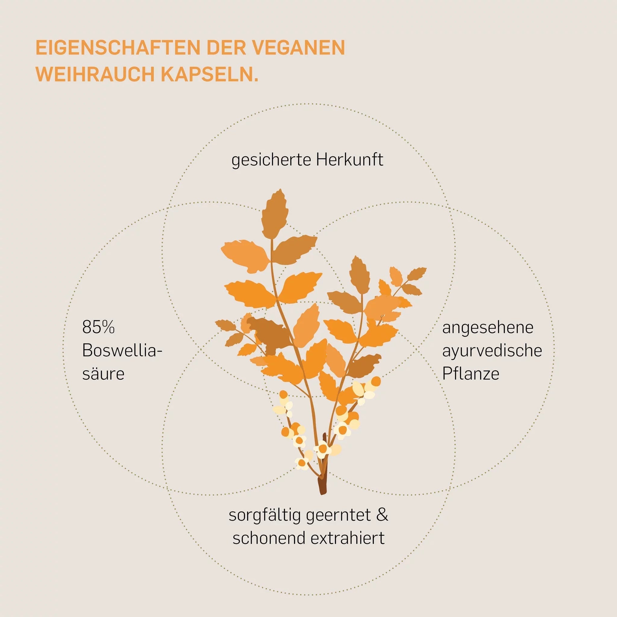 Eigenschaften Kurkraft Weihrauch Kapseln – 85% Boswelliasäure, vegan, ayurvedisch, laborgeprüft