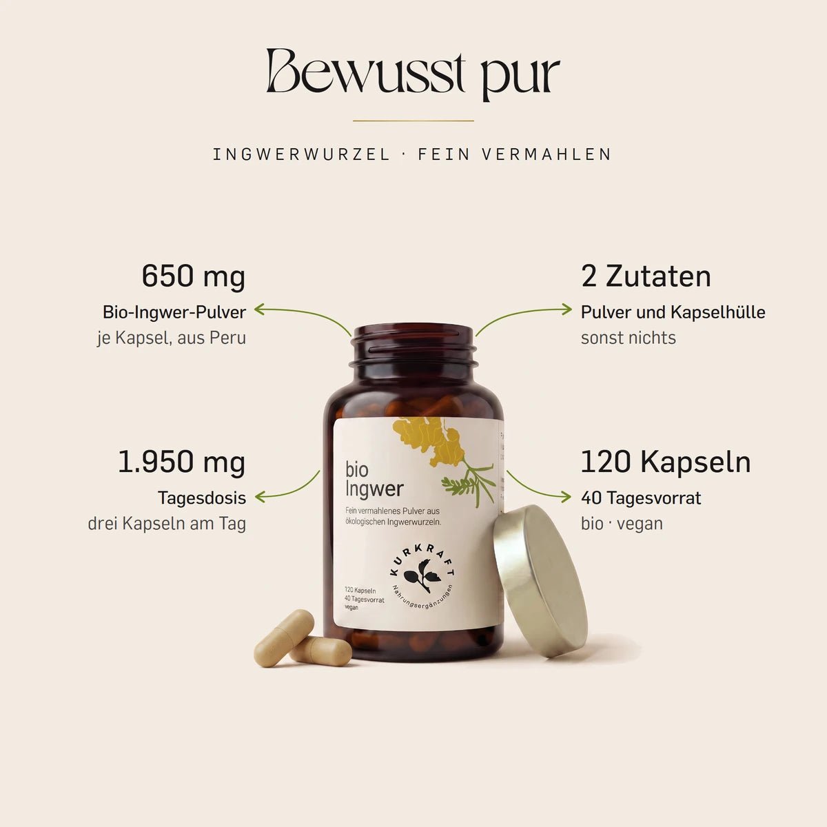 Bio Ingwer Kapseln von Kurkraft, geoeffnete Dose: 650 mg Bio-Ingwer-Wurzelpulver je Kapsel aus Peru, zwei Zutaten