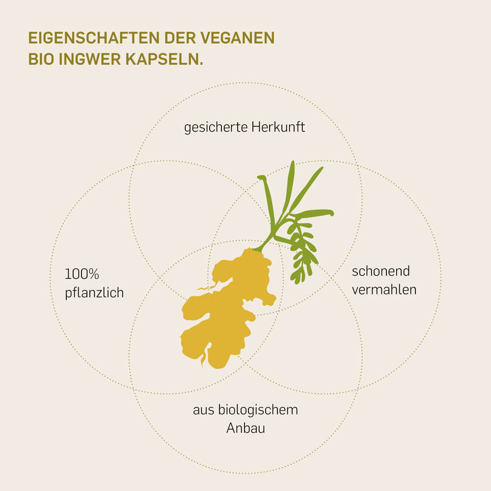 BIO INGWER - Kurkraft - BIO INGWER