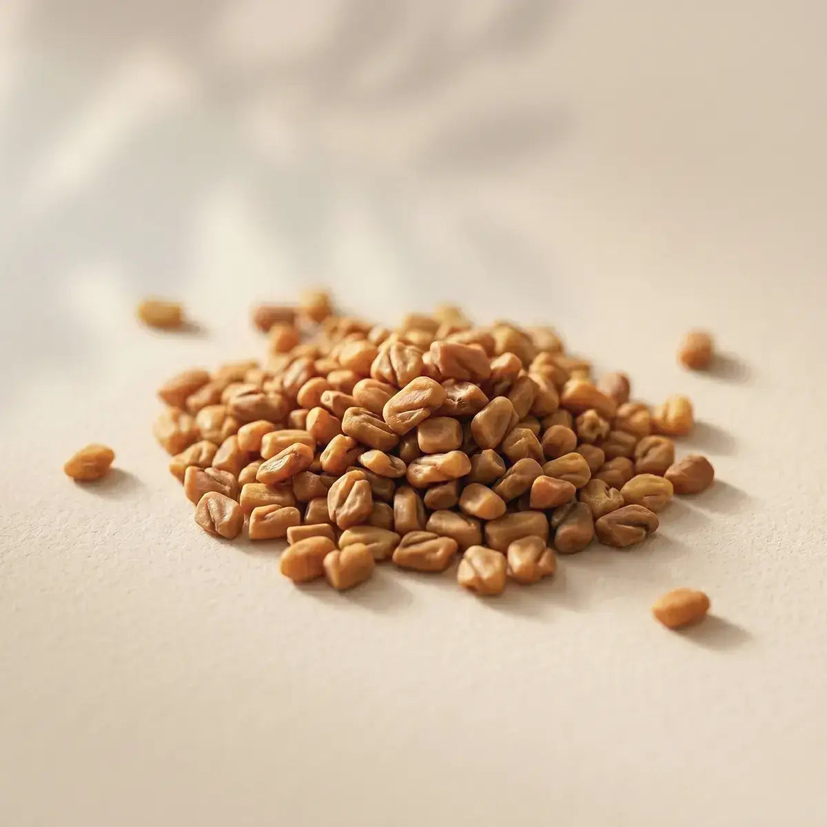 Goldbraune Bockshornkleesamen in geöffneter Hand, Rohstoff aus indischem Bio-Anbau für Kurkraft Bio Bockshornklee