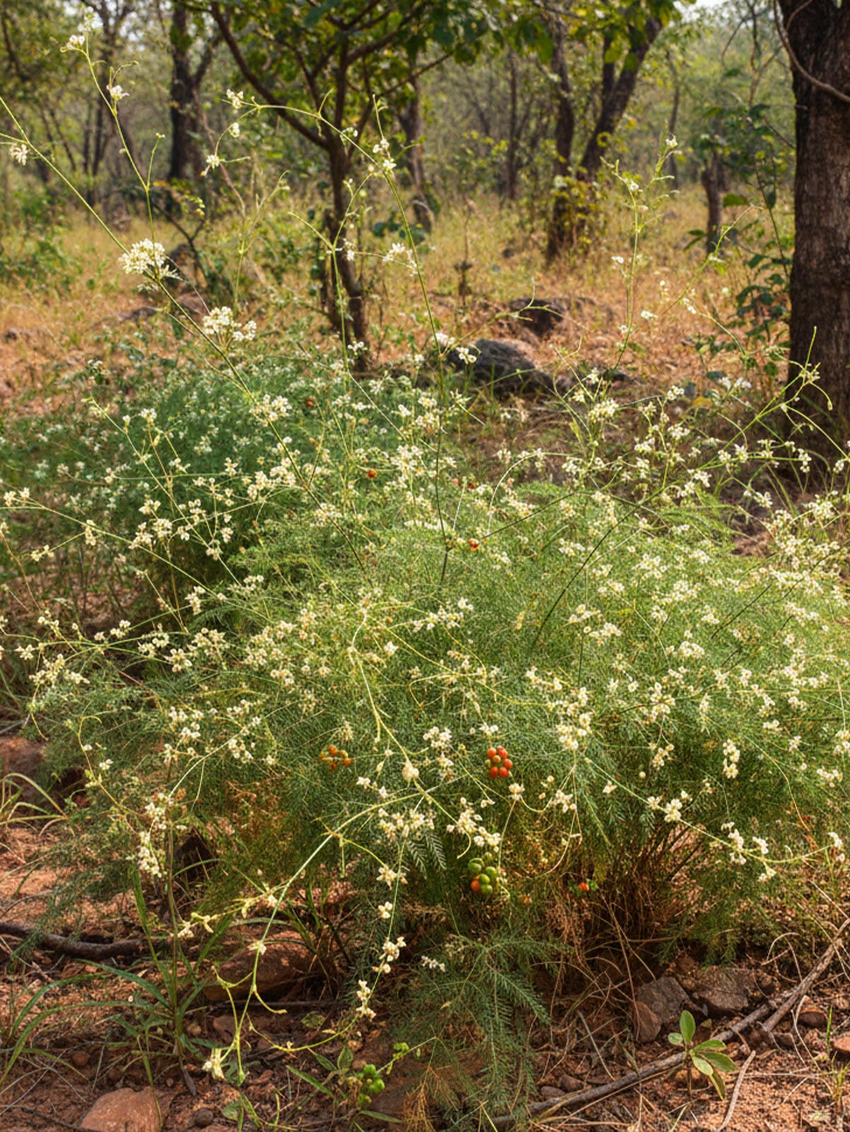 Shatavari Pflanze in ihrer natürlichen Umgebung – Grundlage für hochwertige Shatavari Kapseln von Kurkraft