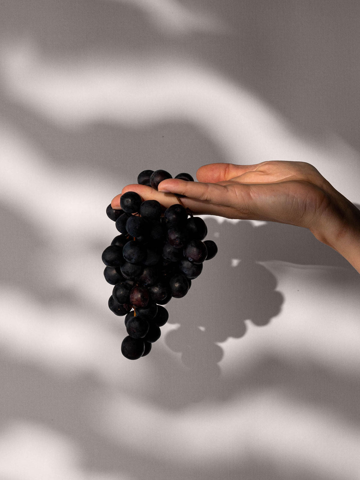 Hand hält Weintrauben – natürliche Quelle für OPC Traubenkernextrakt Kapseln von Kurkraft.